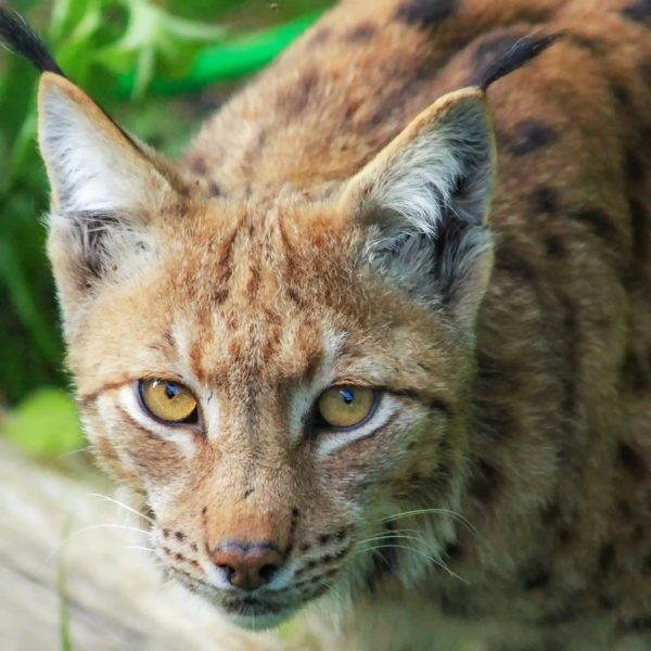 Zoo de la Garenne